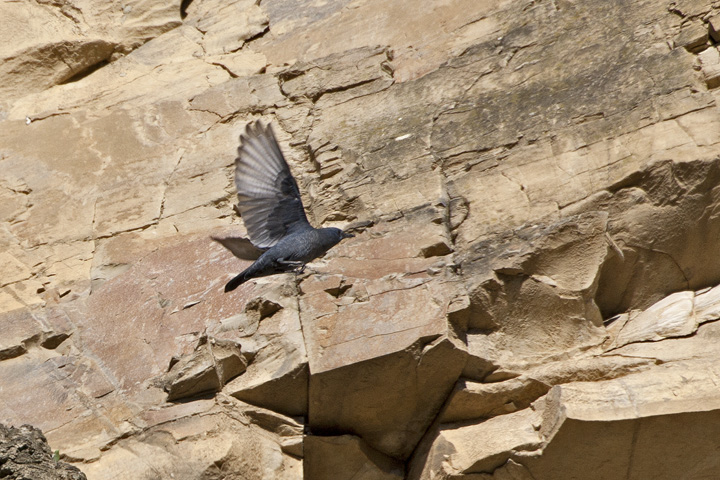 Picchio muraiolo volante